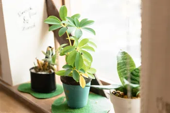 観葉植物 趣味がほしい方必見 おしゃれなだけじゃない植物の魅力 繊細脳